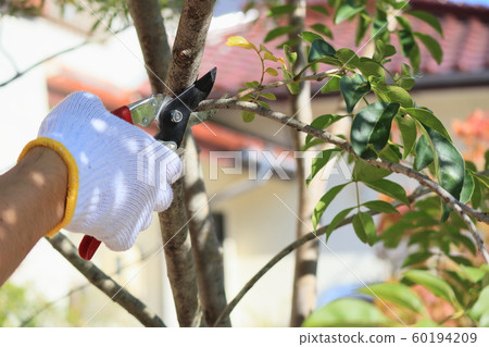 DIY garden tree pruning 60194209