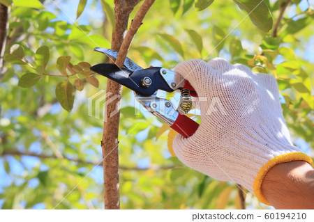DIY garden tree pruning 60194210