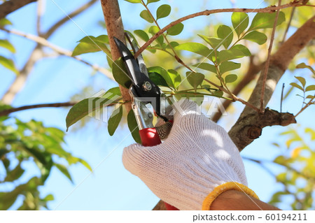 DIY garden tree pruning DIY garden tree pruning 60194211