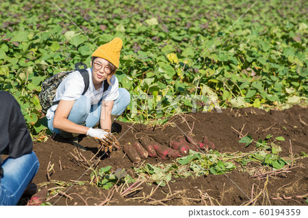 Digging sweet potatoes 60194359