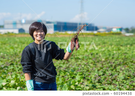Digging sweet potatoes 60194438