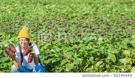 挖紅薯 挖紅薯 60194449