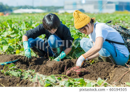 Digging sweet potatoes Digging sweet potatoes 60194505
