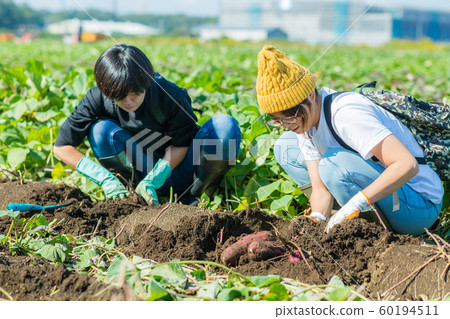 Digging sweet potatoes Digging sweet potatoes 60194511