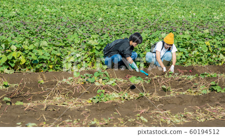 Digging sweet potatoes Digging sweet potatoes 60194512