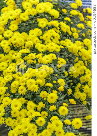 [町田市菊花展] 60194688