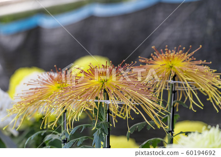 [町田市菊花展] 60194692