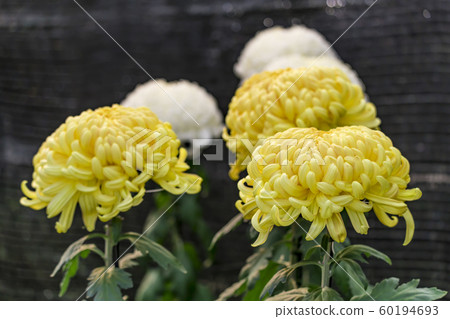 [町田市菊花展] 60194693