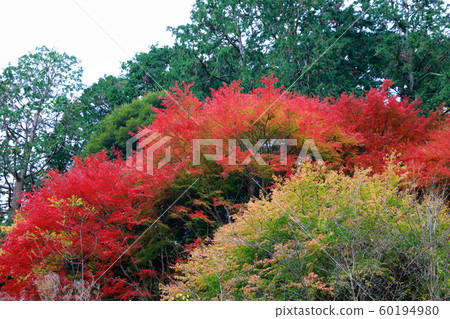Katsuo-ji 60194980