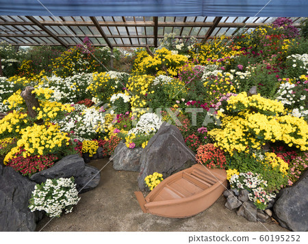 Kiku Festival Bonsai 60195252