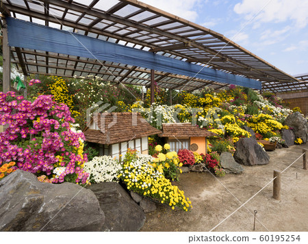 Kiku Festival Bonsai 60195254