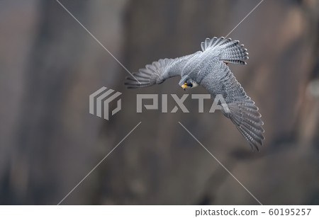 Peregrine Falcon  60195257
