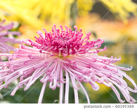 菊花花 菊花花 60195389