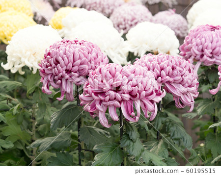 Kikuhana Exhibition Kikuhana Exhibition 60195515