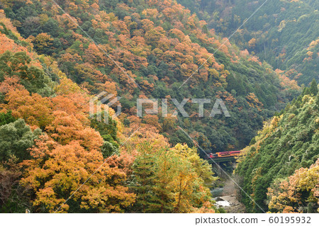 在Hozu峽谷的秋季葉子和卡車火車 在Hozu峽谷的秋季葉子和卡車火車 60195932