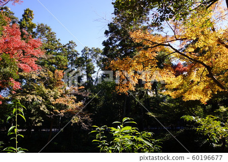 鶴岡八man宮的秋葉 鶴岡八man宮的秋葉 60196677