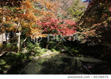 鶴岡八man宮的秋葉 鶴岡八man宮的秋葉 60196678