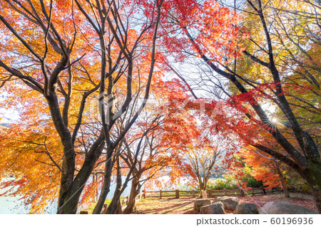 Autumn leaves of grass lake 60196936