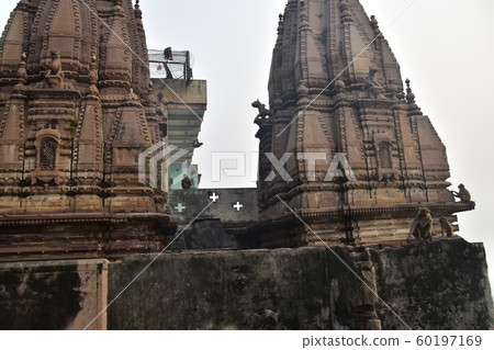 India's World Heritage Wallanasi Ganges River and Hindu Temple Cute Wild Monkey Family India's World Heritage Wallanasi Ganges River and Hindu Temple Cute Wild Monkey Family 60197169