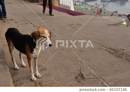 一隻流浪狗和住在恒河沿西高止山脈的人們一起休息 60197186