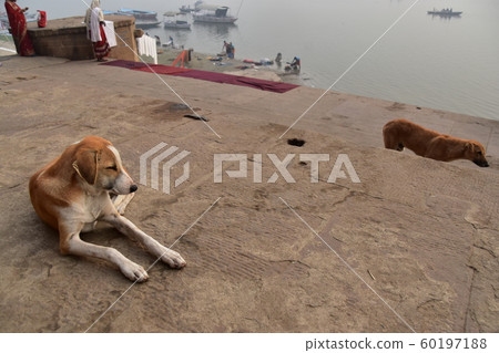 一隻流浪狗和住在恒河沿西高止山脈的人們一起休息 一隻流浪狗和住在恒河沿西高止山脈的人們一起休息 60197188