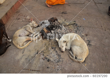 在秋冬季節的印度世界遺產Wallarashi,恒河沿西高止山脈 在秋冬季節的印度世界遺產Wallarashi,恒河沿西高止山脈 60197200