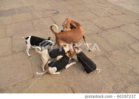 Varanasi, India Stray dog parents and children living on the ghats along the Ganges River Puppies wearing sweaters that drink breast milk 60197237