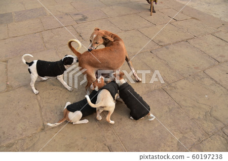 Varanasi, India Stray dog parents and children living on the ghats along the Ganges River Puppies wearing sweaters that drink breast milk Varanasi, India Stray dog parents and children living on the ghats along the Ganges River Puppies wearing sweaters that drink breast milk 60197238