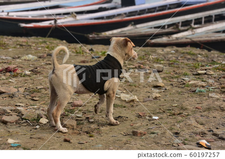 India's World Heritage Walla Nashi, a parent and child of a stray dog living along the Ganges River, a puppy wearing a sweater India's World Heritage Walla Nashi, a parent and child of a stray dog living along the Ganges River, a puppy wearing a sweater 60197257