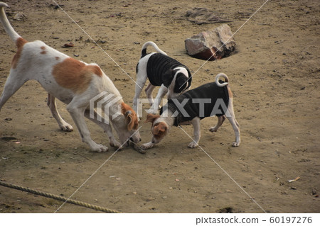India's World Heritage Walla Nashi, a parent and child of a stray dog living along the Ganges River, a puppy wearing a sweater 60197276