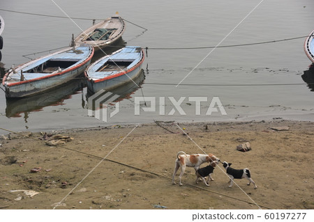Indian Wararashi Boats stop along the Ganges River Stray dogs playing along the river Puppy wearing a sweater Indian Wararashi Boats stop along the Ganges River Stray dogs playing along the river Puppy wearing a sweater 60197277