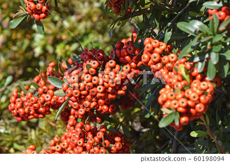 Pirakansa Pirakansa 60198094