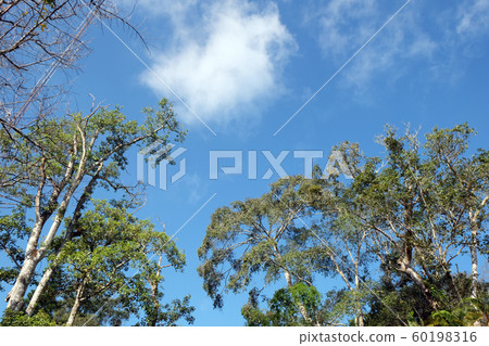 trees in the forest, Pine forest, sunlight, 60198316