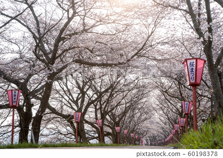 Row of cherry trees Row of cherry trees 60198378