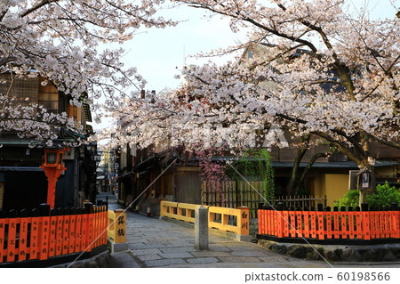 G園春天白川櫻花景 G園春天白川櫻花景 60198566