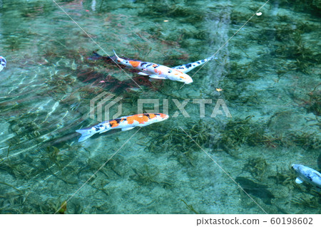 Nameless pond of Nendo Shrine in Seki City, Gifu Prefecture Nameless pond of Nendo Shrine in Seki City, Gifu Prefecture 60198602