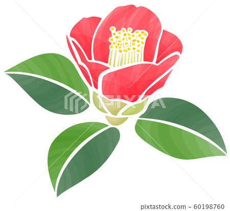 The first blooming camellia flower 60198760