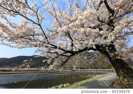 Kyoto Arashiyama Togetsukyo and Sakura 60198879