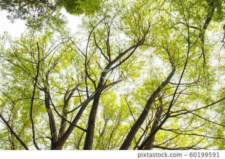 Fresh green oak 60199591