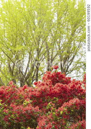 Light green fresh green Mizunara and vermilion azalea 60199592