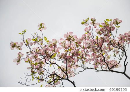 Dogwood 60199593