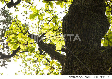 Young leaves of oak leaves bathed in spring day 60199594