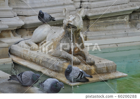 錫耶納,蓋亞噴泉 錫耶納,蓋亞噴泉 60200288