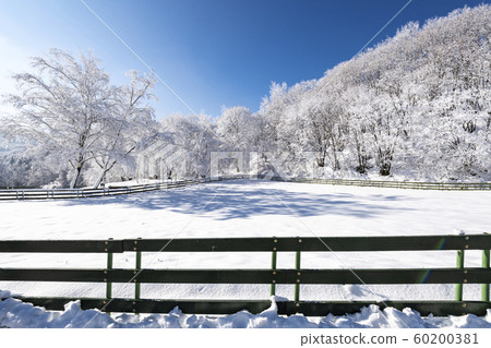 大關嶺下雪了 60200381