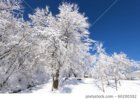 大關嶺下雪了 60200382