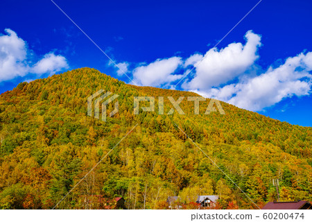 Autumn leaves of Norikura Kogen Autumn leaves of Norikura Kogen 60200474