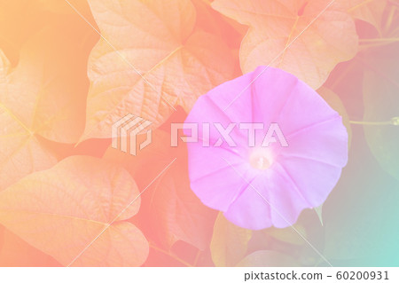 Flower background with a pastel colored for graphic design Flower background with a pastel colored for graphic design 60200931