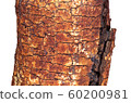 Natural tree trunk 60200981