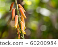 Aloe Vera flowers 60200984