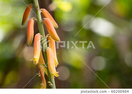 Aloe Vera flowers Aloe Vera flowers 60200984